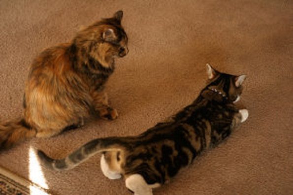 Female Cats In Heat