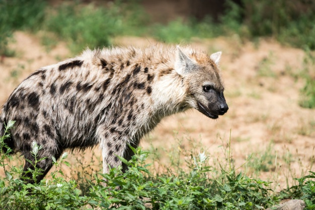 How Are Hyenas And Canids Related?