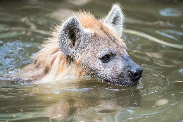 How Big Are Hyenas Compared To Dogs?