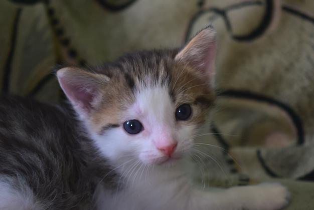 How Long After A Snake Bite Will A Cat Die?