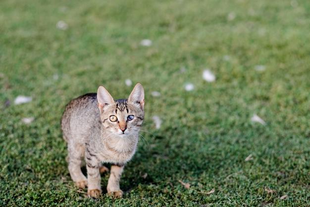How Long Before Kitten Will Stop Bothering Older Cat?