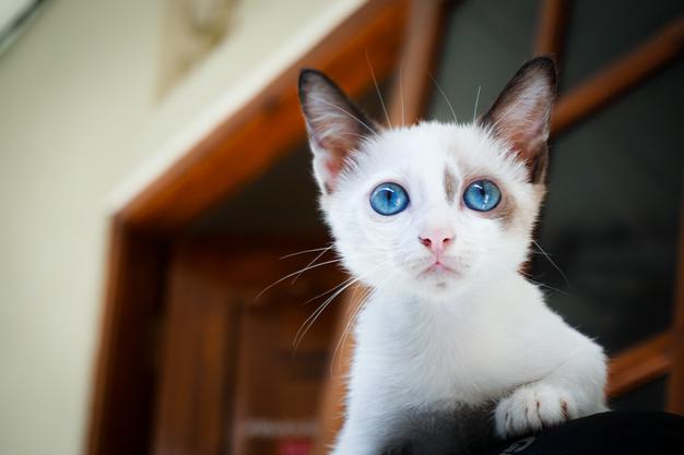 How Long Is Safe For A Cat To Labor?