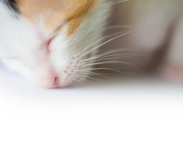 How Much Food Should A 2 Year Old Cat Eat?