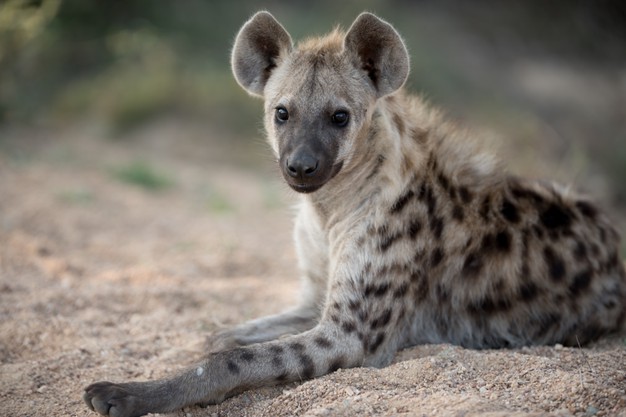 How Much Meat Can A Hyena Bite?