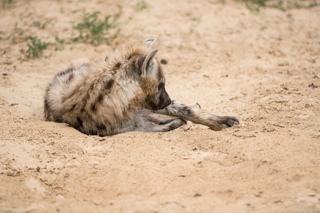 How To Say Hyena In English? How To Say Hyena In English?