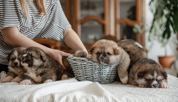 How To Slow Cats Eating?