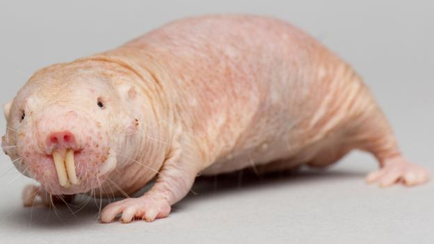 How Do Animals Act When They Smell Cancer?