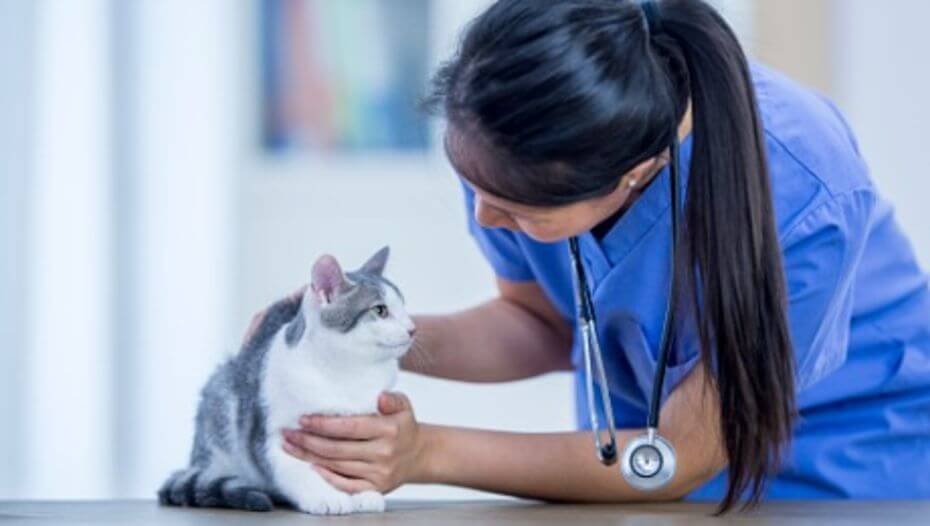 How Do Cats Act When They Smell Cancer