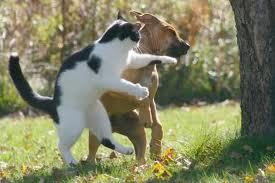 How Do You Tell If Cat Is Playing Or Fighting With Dog?