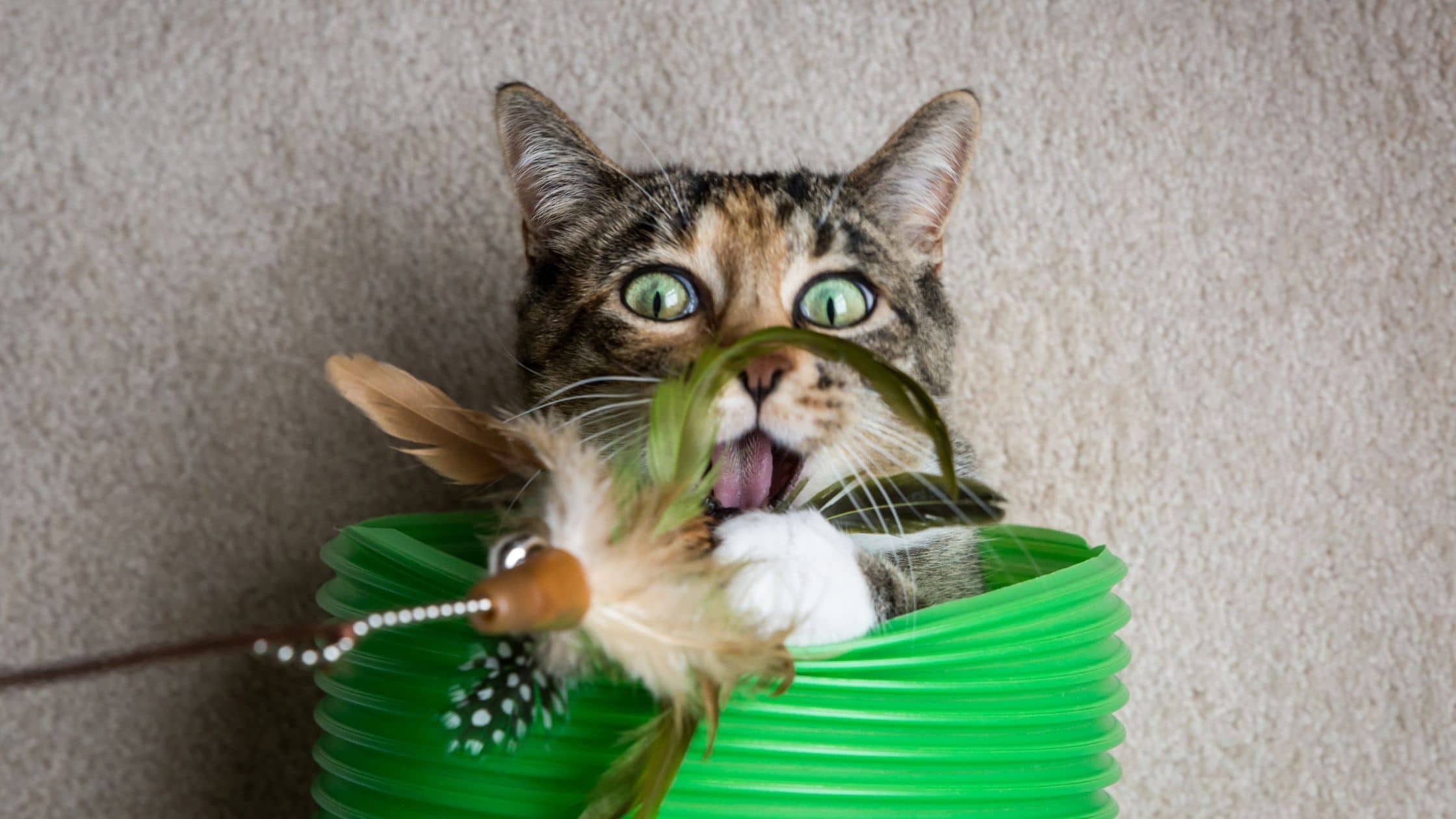 How Many Cats Is Too Many Inside?