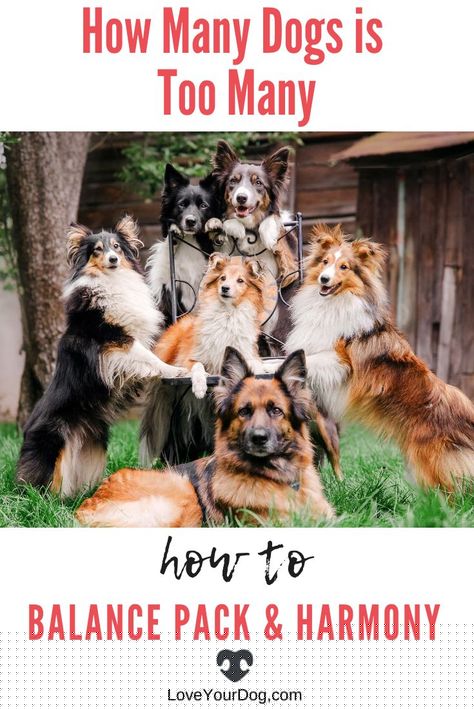 How Many Dogs Is Too Many To Own?