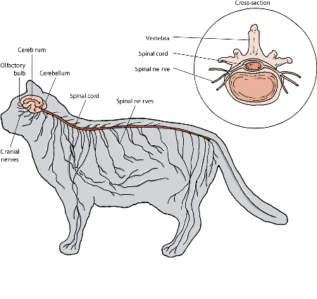 How Many Neurons A Cat Has?