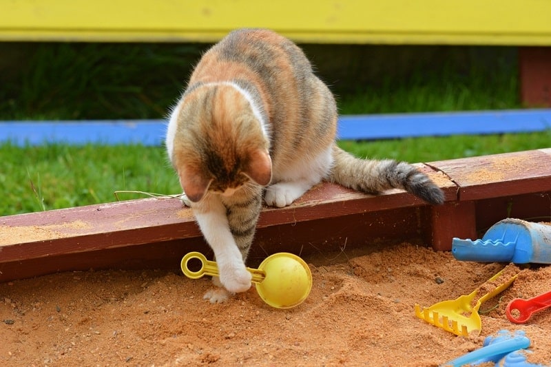How To Clean Sandbox Sand After A Cat
