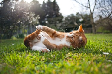 How To Keep Cats From Pooping In Sandbox