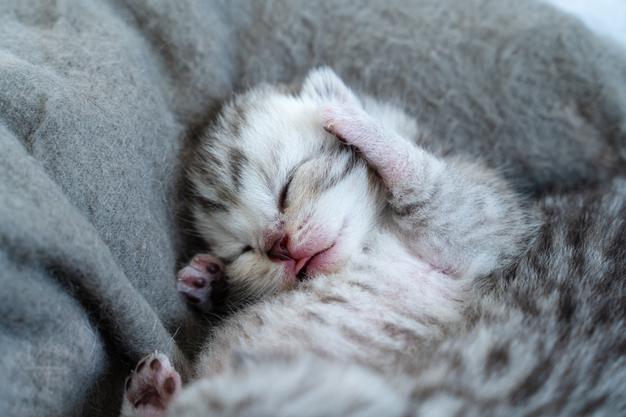 Is Benadryl Safer Than Zyrtec For Your Cat?