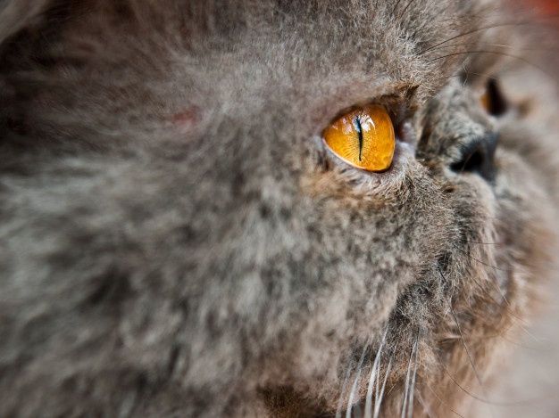 Is Carob Safe For Cats?