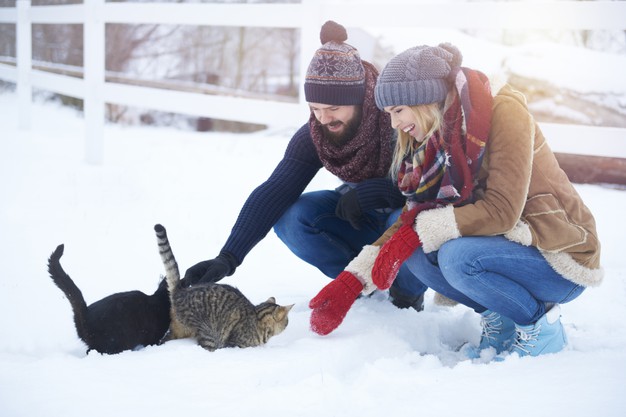 Is Gravol Safe For Cats?