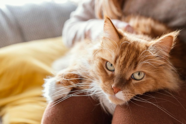 Is Inulin Safe For Constipated Cats?