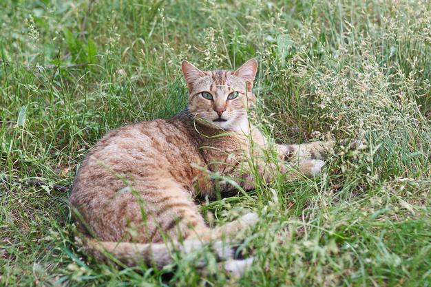 Is Lanacane Safe For Cats?