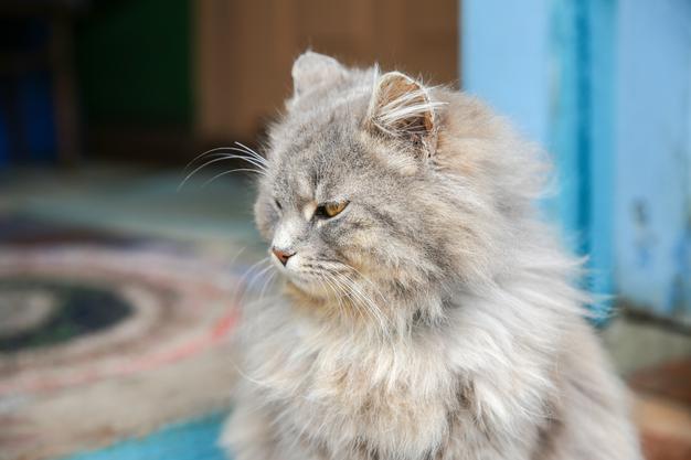 Is Lettuce Safe For Cats?