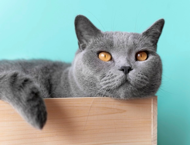 Is Lilac Essential Oil Safe For Cats?
