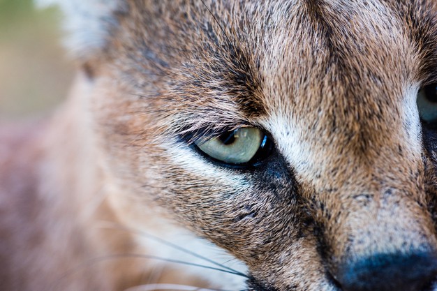 Is Penicillin Vk Safe For Cats?