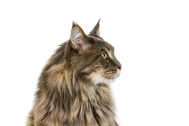 Is Rabbit Good For Cats To Eat? Is Rabbit Good For Cats To Eat?