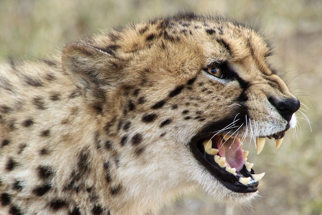 Is Salicylate Safe For Cats?