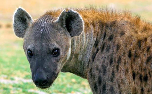 Is There Hyenas In Arizona?