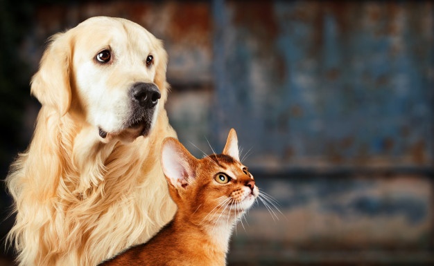 Is Valerian Root Extract Safe For Cats?