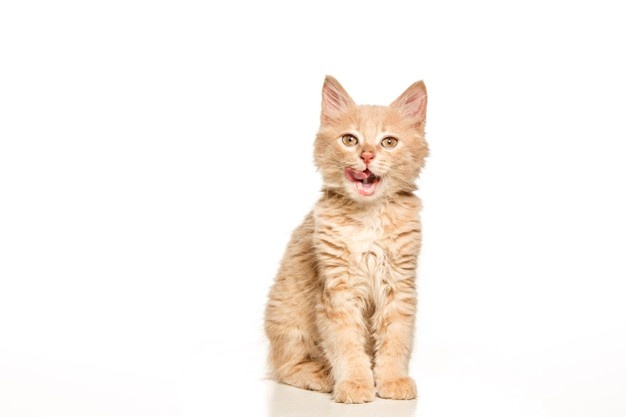 Is Valerian Root Safe For Cats To Eat?