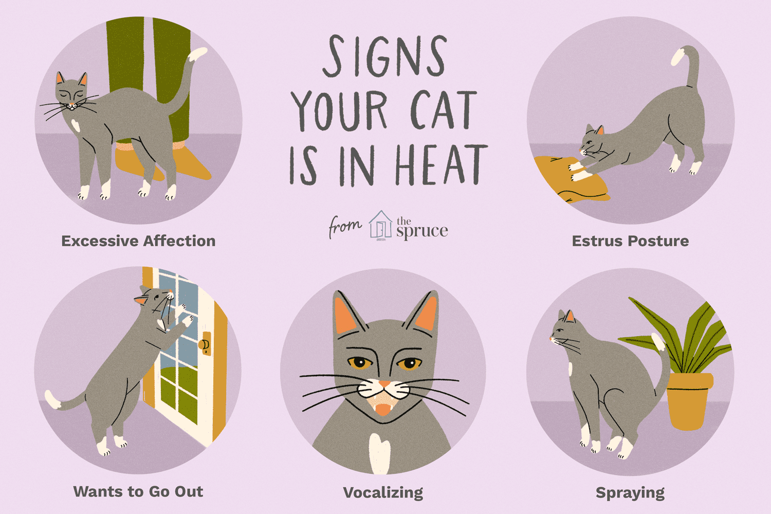 Male Cats In Heat Symptoms