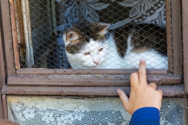 Should Cats Eat Greek Yogurt?