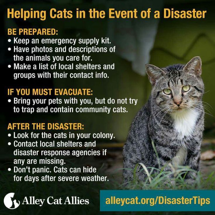 Signs You Have Too Many Cats
