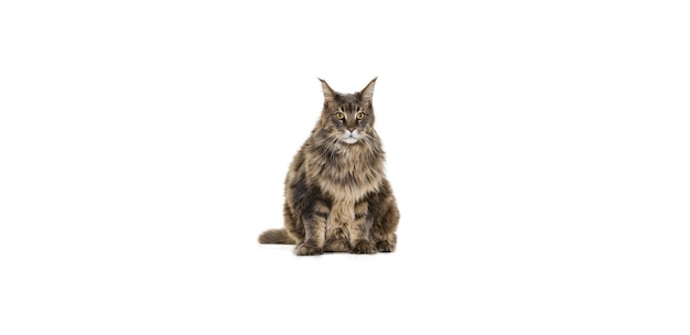 What Do Asiatic Golden Cats Eat?