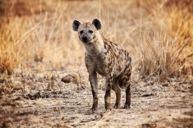 What Does A Hyena Symbolize?