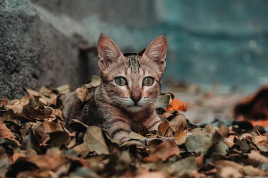 What Happens If Cat Eats Brown Paper?