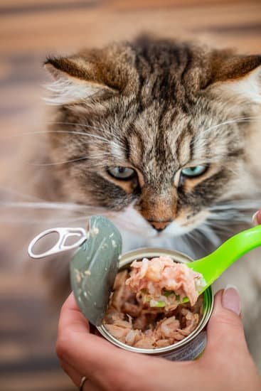 What Happens If Cats Eat Ant Poison?