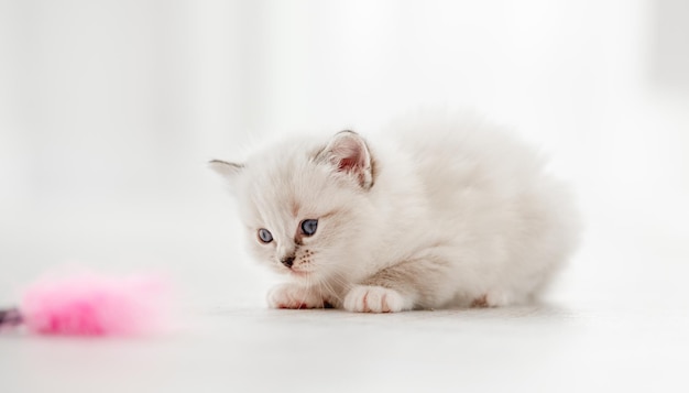 What If My Cat Eats A Peace Lily?