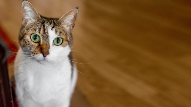 What If You Cat Eats A Poinsettia?