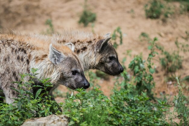 What Is An Adolescent Hyena Called? What Is An Adolescent Hyena Called?