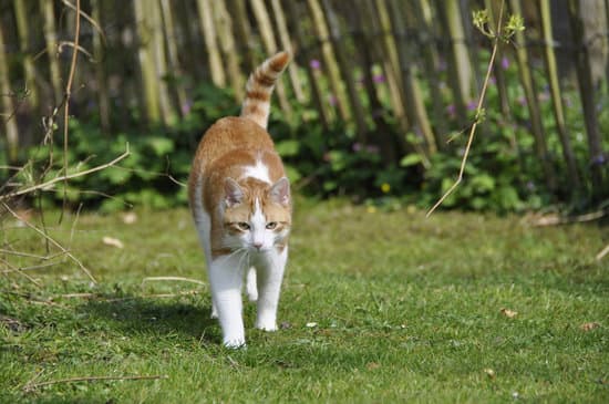 What Is Best Cat Food For A Picky Eater?
