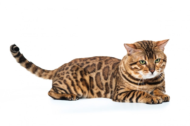 What Mineral Are Dogs Missing When They Eat Cat Poop?