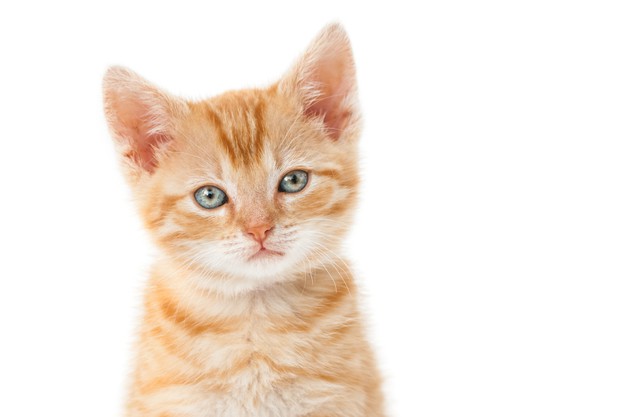 What Spices Are Safe For Cats?
