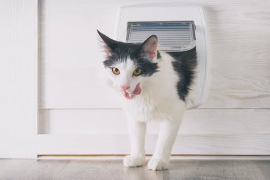 What To Do If Cat Eats Wandering Jew Plant?