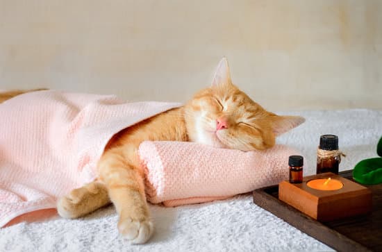 What To Do If Your Baby Eats Cat Poop?