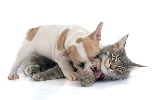 What To Do If Your Cat Eats Catnip?