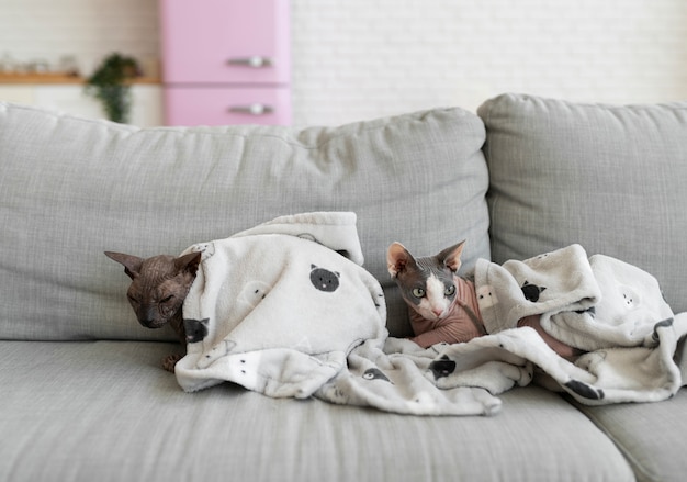 What Would A House Cat Eat In The Wild?