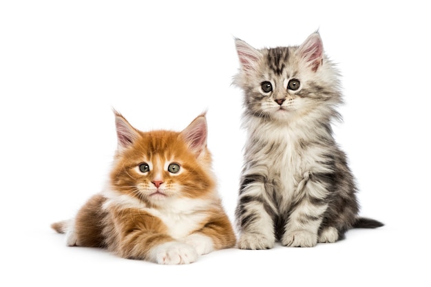 What Would Keep A 18 Year Old Cat From Eating?