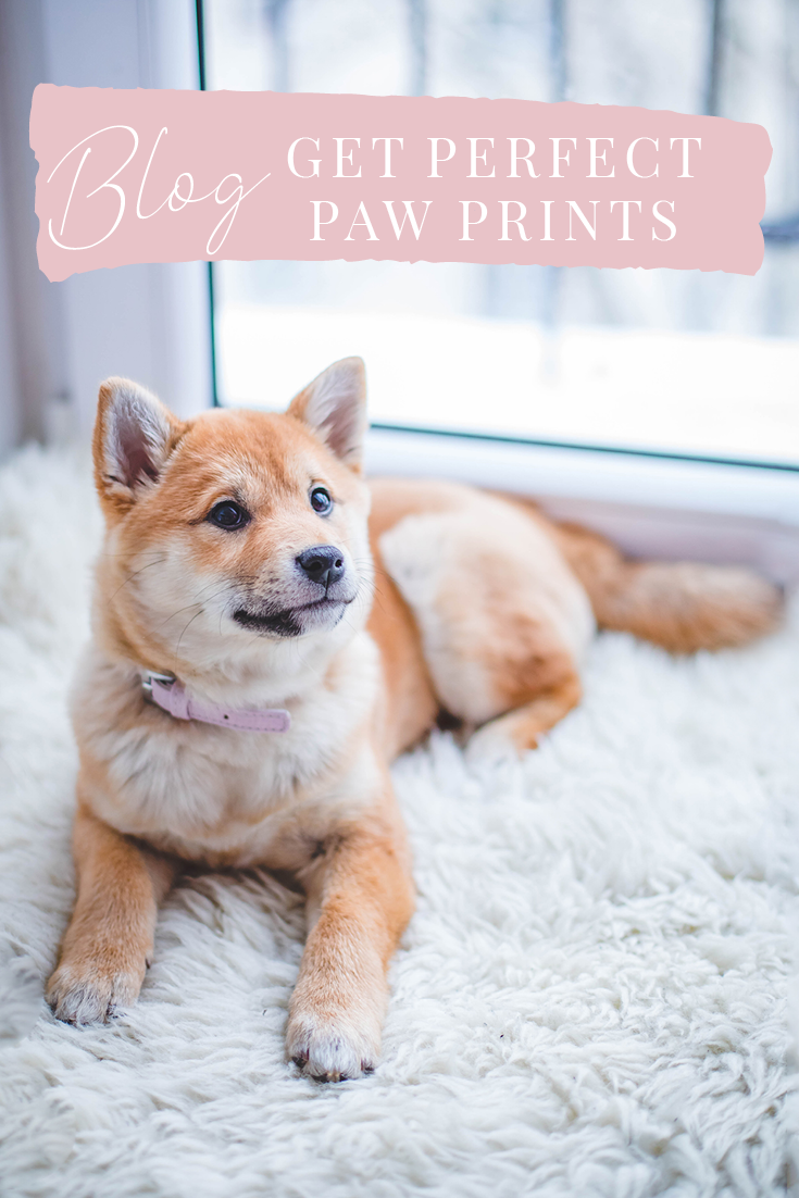 What Are Dog And Cat Paws Adapted For?